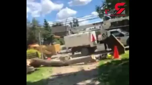 درخت انتقام گرفت! + تصویر