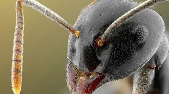 این مار حریف مورچه نشد + فیلم 