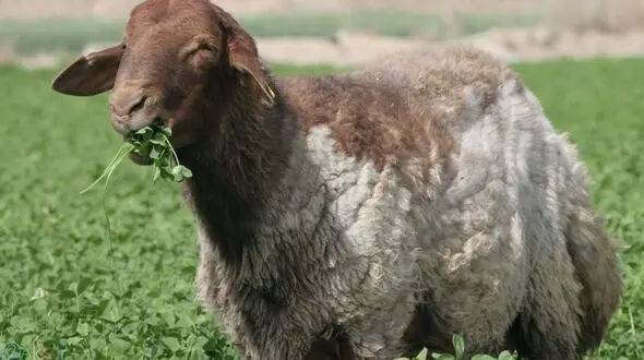 قیمت دام زنده سبک برای عید قربان اعلام شد