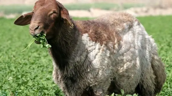 قیمت دام زنده سبک برای عید قربان اعلام شد