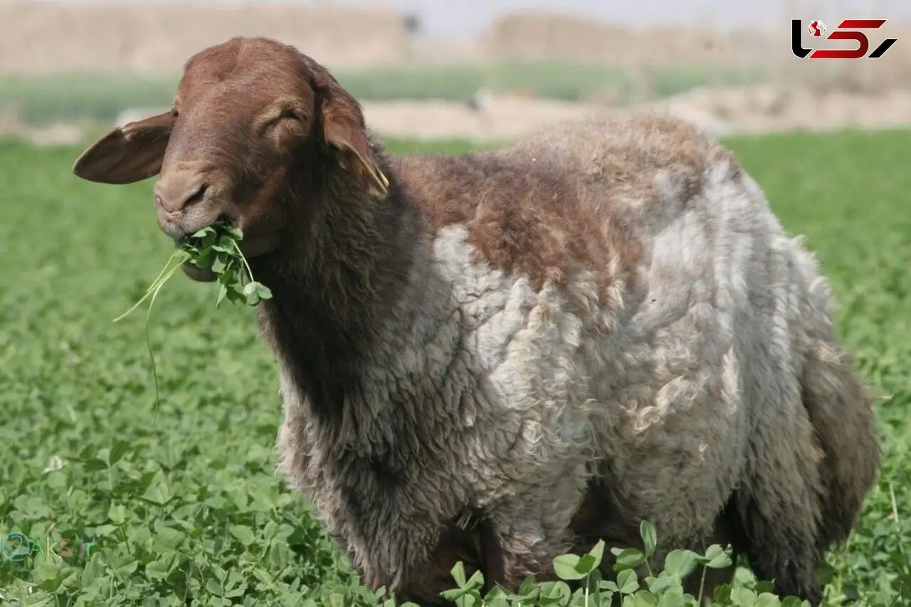 قیمت دام زنده سبک برای عید قربان اعلام شد