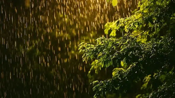 قطرات آرامش از سبزی روز تا نغمه شب