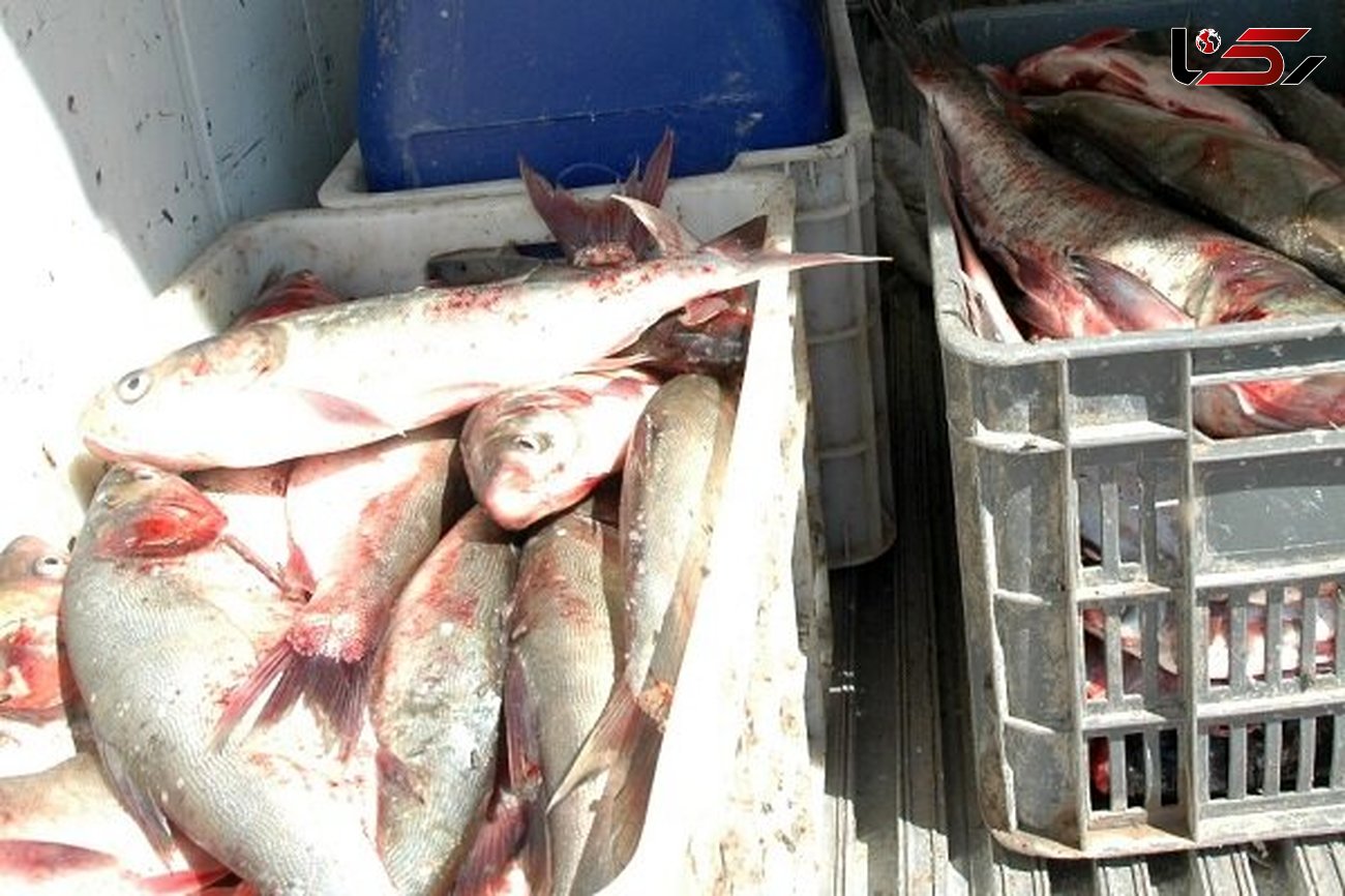 کشف ۱۰ تن ماهی قاچاق در چابهار