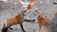 ببینید / رجزخوانی و جیغ کشیدن عجیب 2 روباه پیش از مبارزه تن‌به‌تن + فیلم