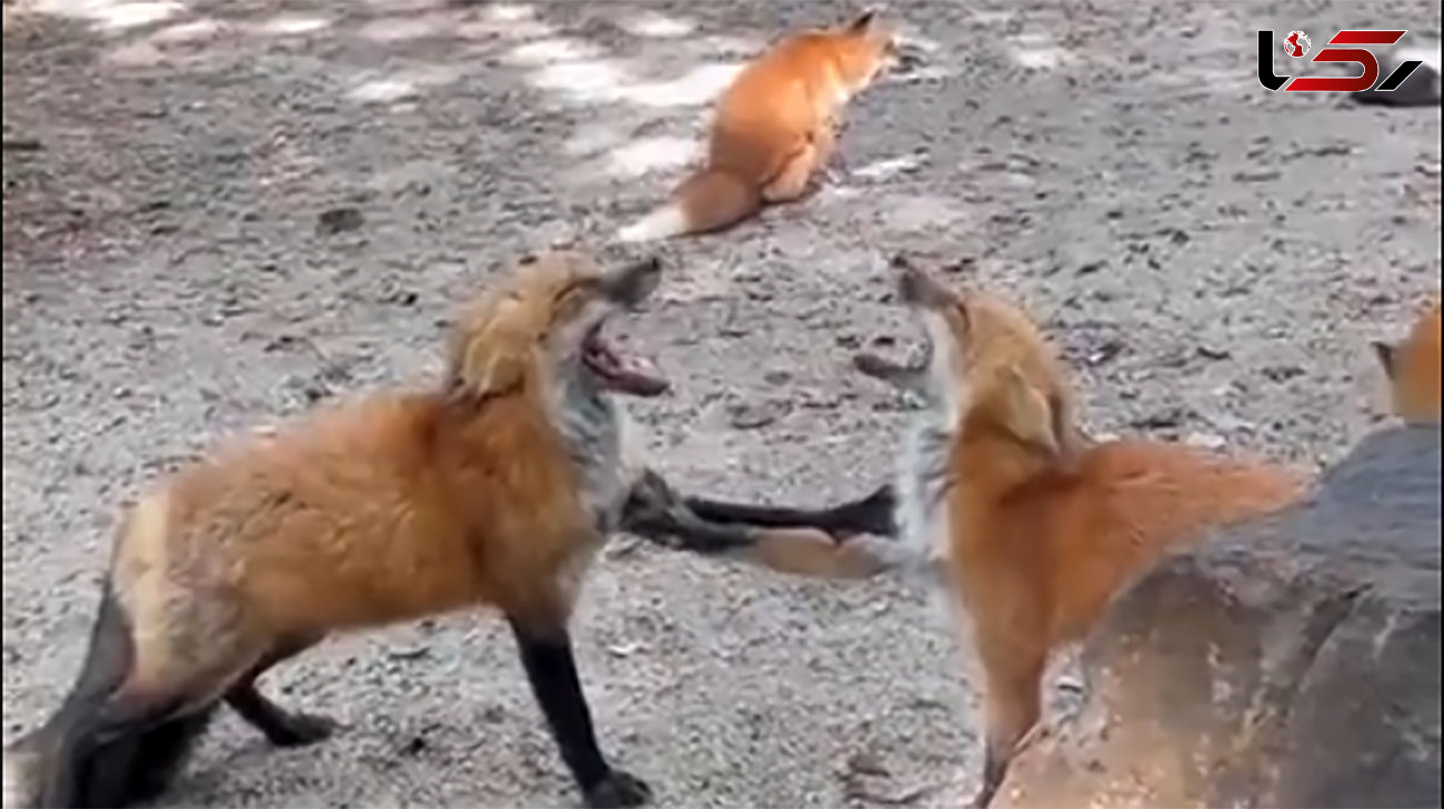 ببینید / رجزخوانی و جیغ کشیدن عجیب 2 روباه پیش از مبارزه تن‌به‌تن + فیلم