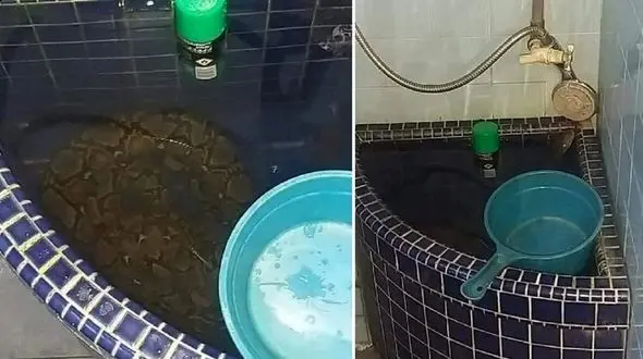 صحنه وحشتناکی که یک مرد  در  خانه اش دید + عکس