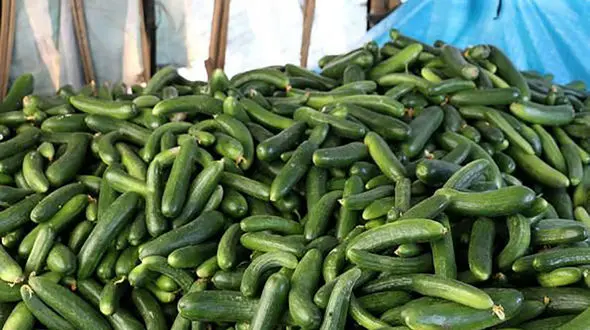 خیار 70 هزار تومانی شد