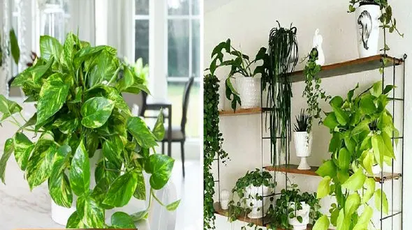 رمز و راز رشد و شادابی پتوس چیست؟