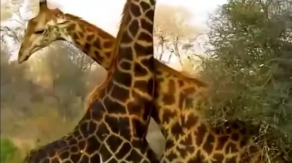 از روش صحیح غذا دادن به کروکودیل تا درگیری زرافه ها