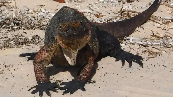  حیوان ترسناک بزرگ در حیاط خانه یک زن + عکس