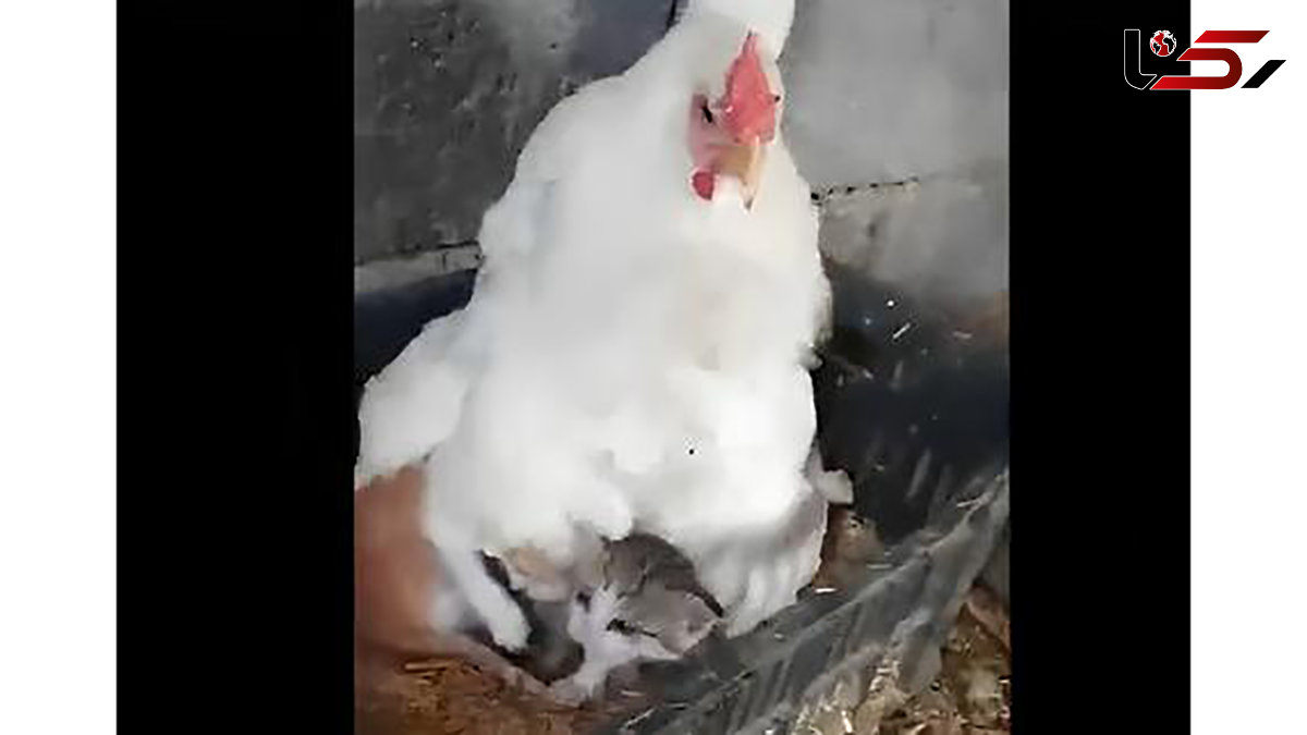 این مرغ مادر بچه گربه‌ها شد / فیلم