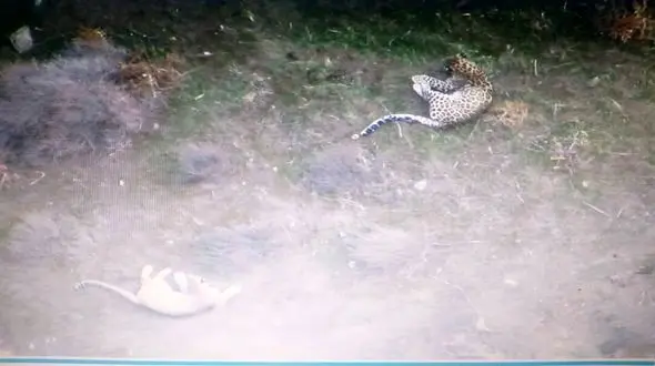 ثبت تصویر همزمان ۲ قلاده پلنگ در طارم سفلی قزوین