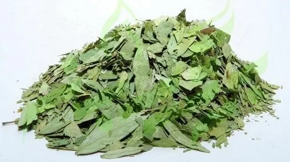 پاکسازی بدن با یک گیاه
