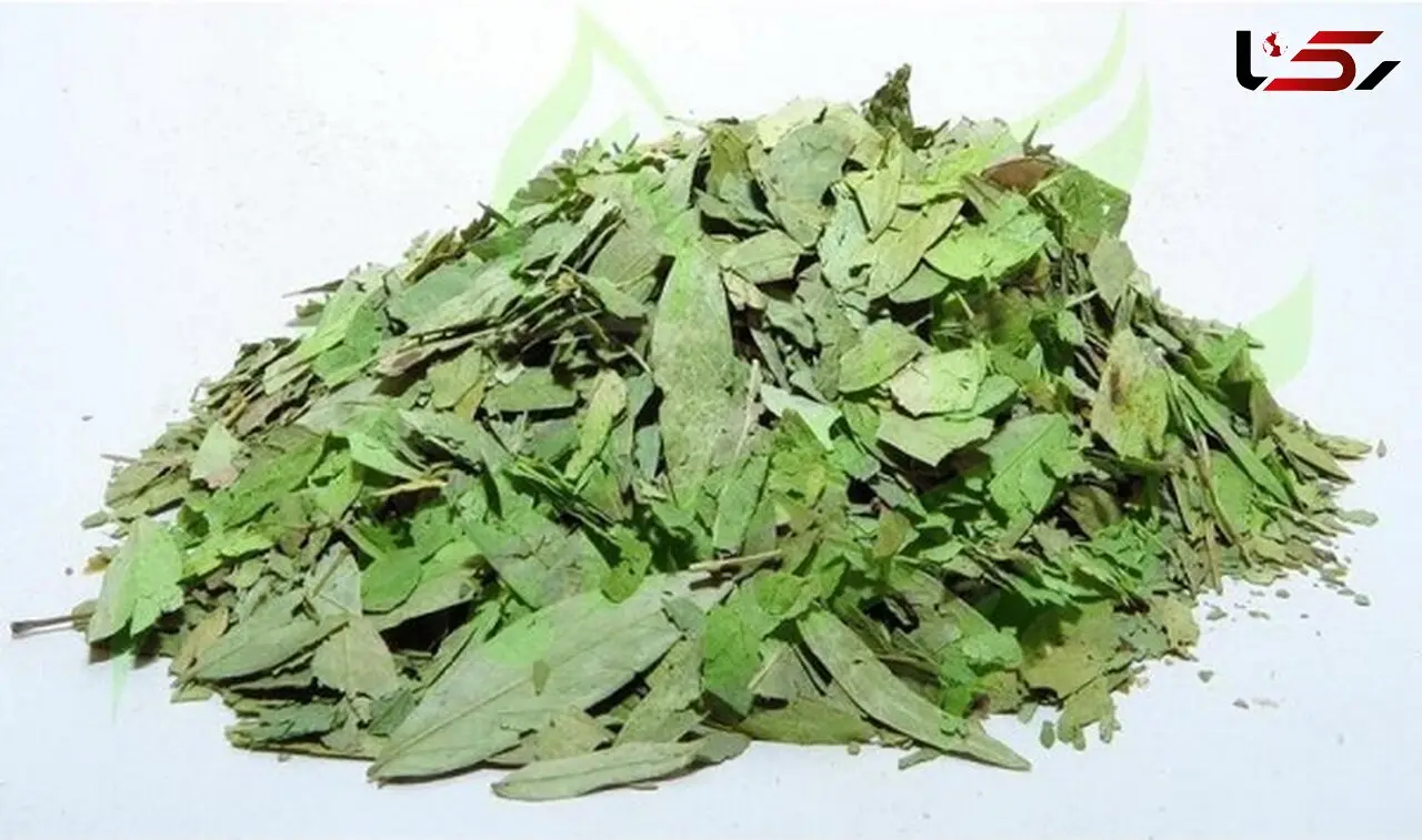 پاکسازی بدن با یک گیاه