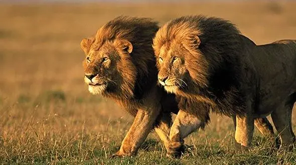 پسر 13 ساله طعمه شیرها شد