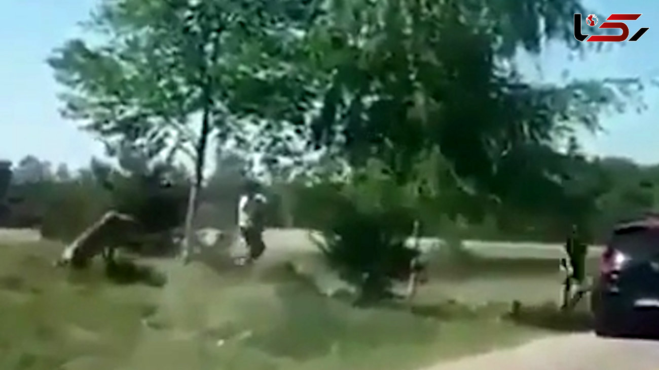 حمله هولناک یوزپلنگ به یک بچه در پارک حیاط وحش + فیلم