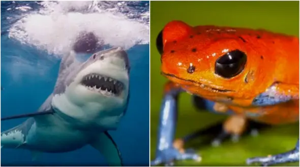 10 گونه خطرناک از کشنده ترین و مرگبارترین حیوانات جهان +فیلم