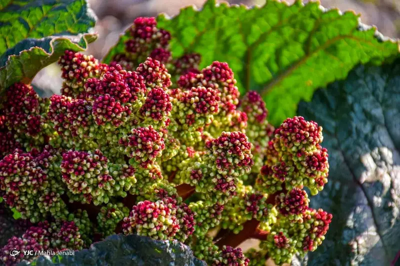 دشت زیبای ریواس 5
