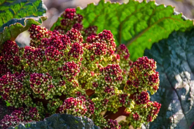 دشت زیبای ریواس 5