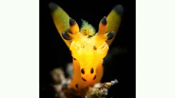 گل یا زرافه؟ + عکس