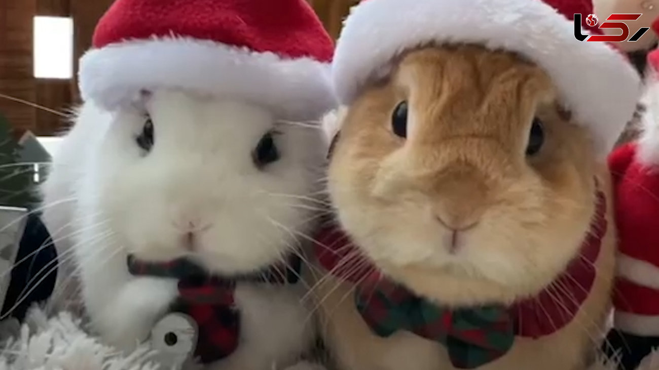 این خرگوش ها بابانوئل شدند + فیلم 