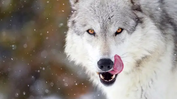 شکار زیرکانه ماهی توسط گرگ گرسنه قطبی + فیلم