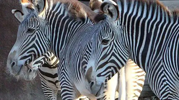 جزئیات مرگ گورخر نر در گمرک تهران / علت مرگ استرس بود + فیلم