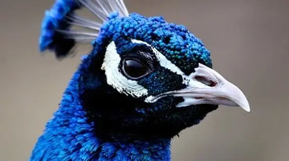 از شکوه طاووس تا خواب زیبای روباه