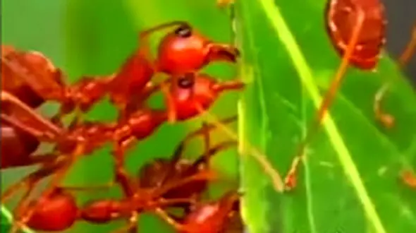 شبکه ارتباطی شیمیایی با دقت نانو در مورچه‌ها  + فیلم