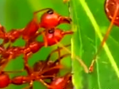 شبکه ارتباطی شیمیایی با دقت نانو در مورچه‌ها  + فیلم