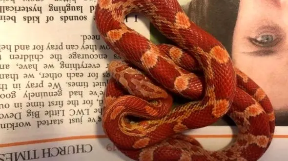 وحشت زن جوان از دیدن موجود هولناک قرمز رنگ 