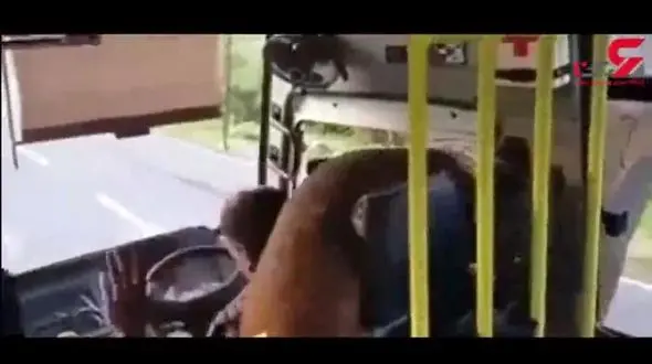 راهزنی و زورگیری فیل گرسنه از راننده‌ها در جاده جنگلی ! + فیلم 