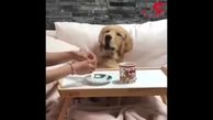 صبحانه خوردن یک سگ در رختخواب + فیلم