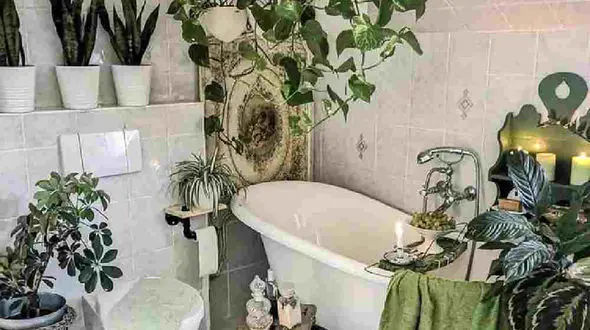 چه گیاهانی را بگذاریم در سرویس بهداشتی؟ ⠀⠀