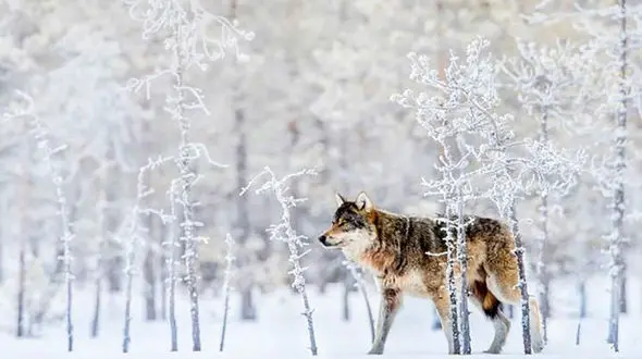 عکس / گرگ برفی در جنگل