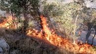 آتش سوزی جنگل های گچساران تقریبا کنترل شده است