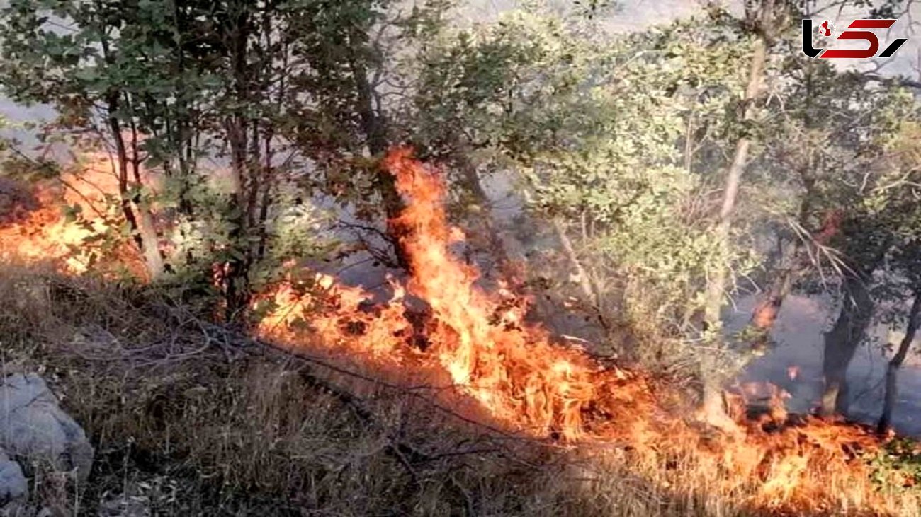 آتش سوزی جنگل های گچساران تقریبا کنترل شده است
