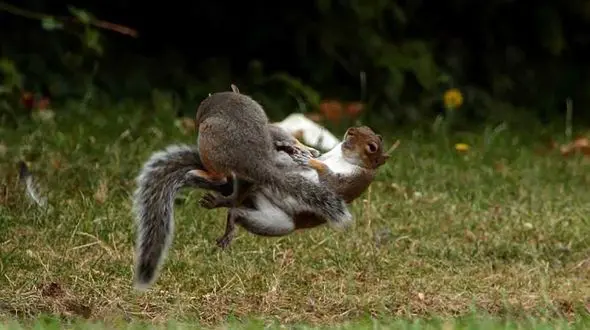 بازی و دعوای 2 سنجاب + عکس