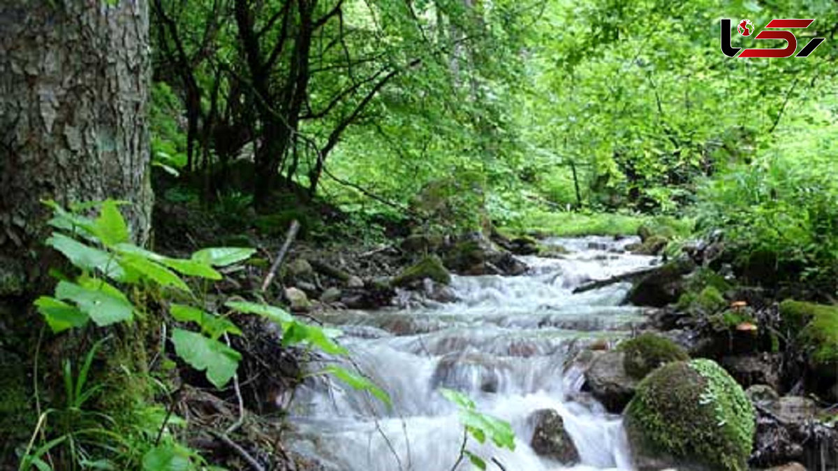 تخریب جنگل نیلبرگ رامیان در اثر منحرف کردن رودخانه + فیلم