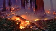 آتش به جان جنگل مالاک مازندران افتاد