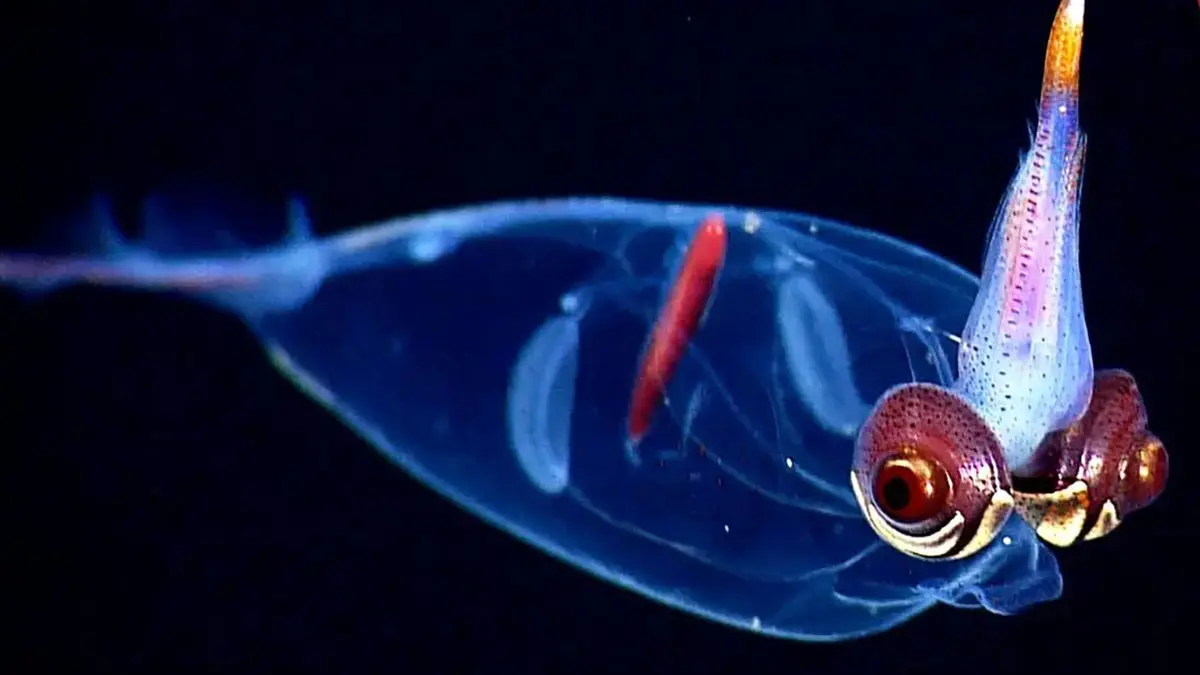 زیباترین ماهی‌ های مرکب دنیا را بشناسید / 10 نمونه خاص و جذاب