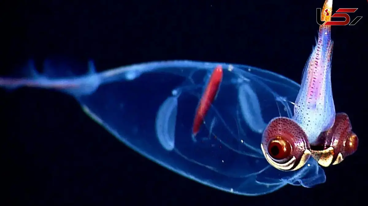 زیباترین ماهی‌ های مرکب دنیا را بشناسید / 10 نمونه خاص و جذاب + فیلم