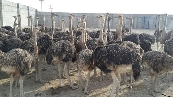 نگهداری و پرورش شتر مرغ در خراسان جنوبی مقرون به صرفه است