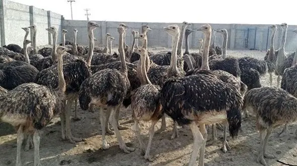 نگهداری و پرورش شتر مرغ در خراسان جنوبی مقرون به صرفه است