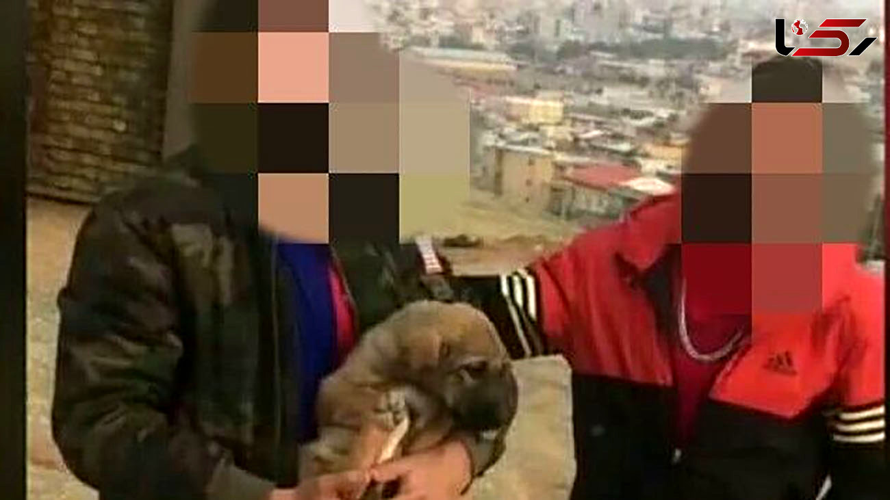بازداشت جوانی که گوش یک توله سگ را بریده بود / در ارومیه رخ داد + عکس