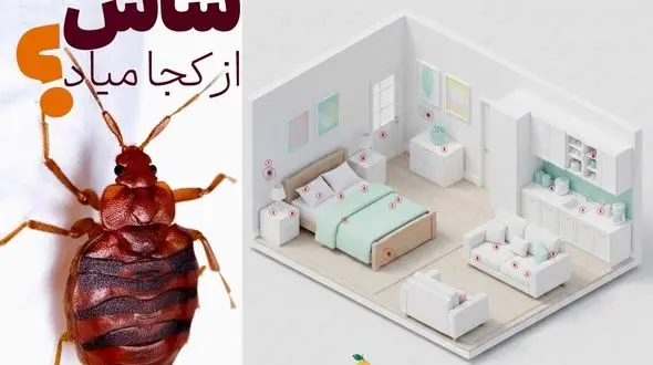 ساس از کجا میاد؟ و چگونه ساس را پیدا کنیم و لانه ساس کجاست؟ ۱۰ نقطه مخفی در خانه