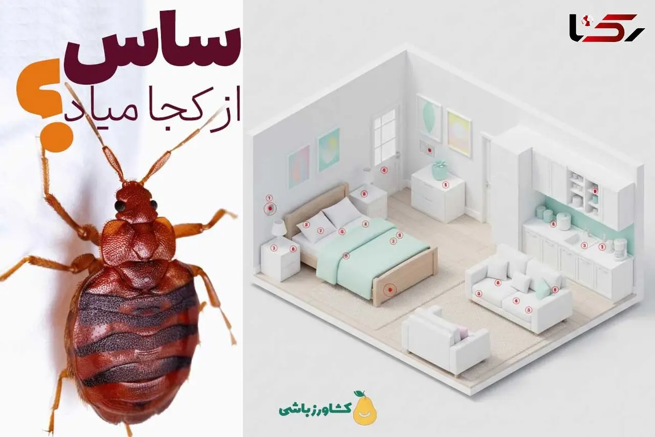 ساس از کجا میاد؟ و چگونه ساس را پیدا کنیم و لانه ساس کجاست؟ ۱۰ نقطه مخفی در خانه