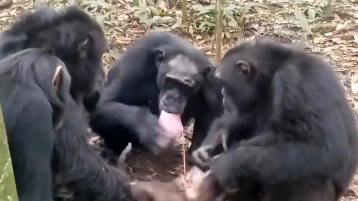 فیلم لحظات گوشت خواری میمون ها در طبیعت