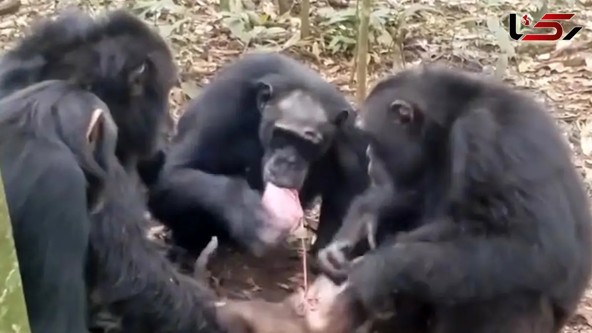 فیلم لحظات گوشت خواری میمون ها در طبیعت