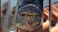 دندان های انسان در یک ماهی + عکس